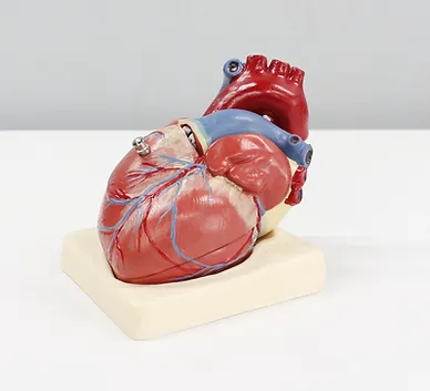 Heart Health / Dyslipidemia